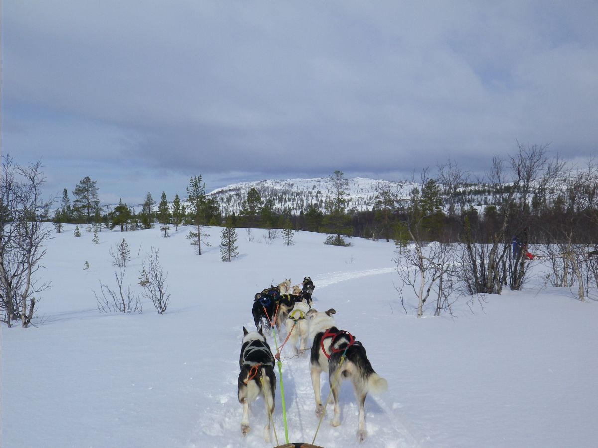 Dogs sledge24